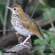 Wood Thrush