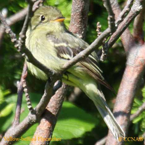 Yellow-bellied Flycatcher