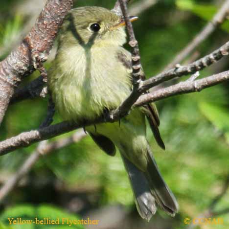 Yellow-bellied Flycatcher