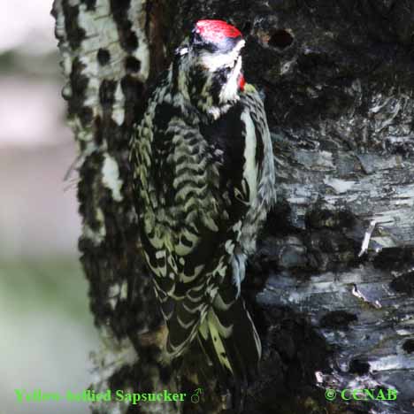 Yellow-bellied Sapsucker