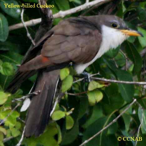 Yellow-billed Cuckoo
