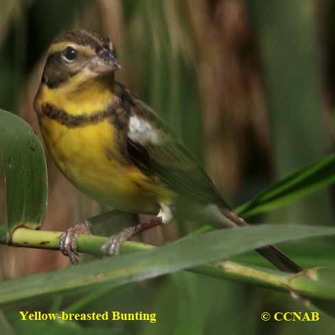 Yellow-breasted Bunting