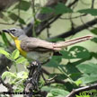 Yellow-breasted Chat range map