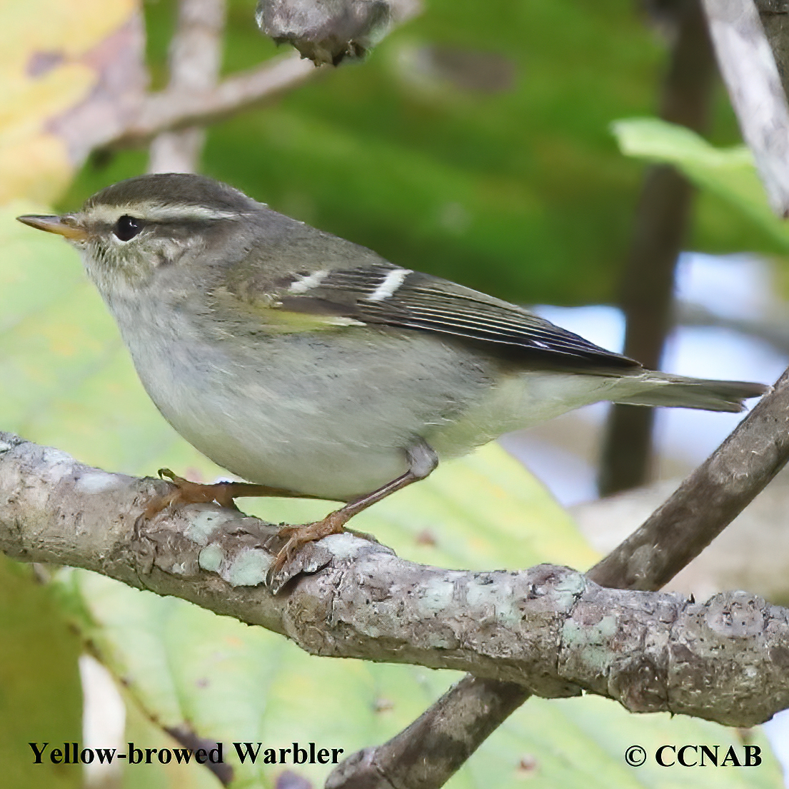 Birds of North America