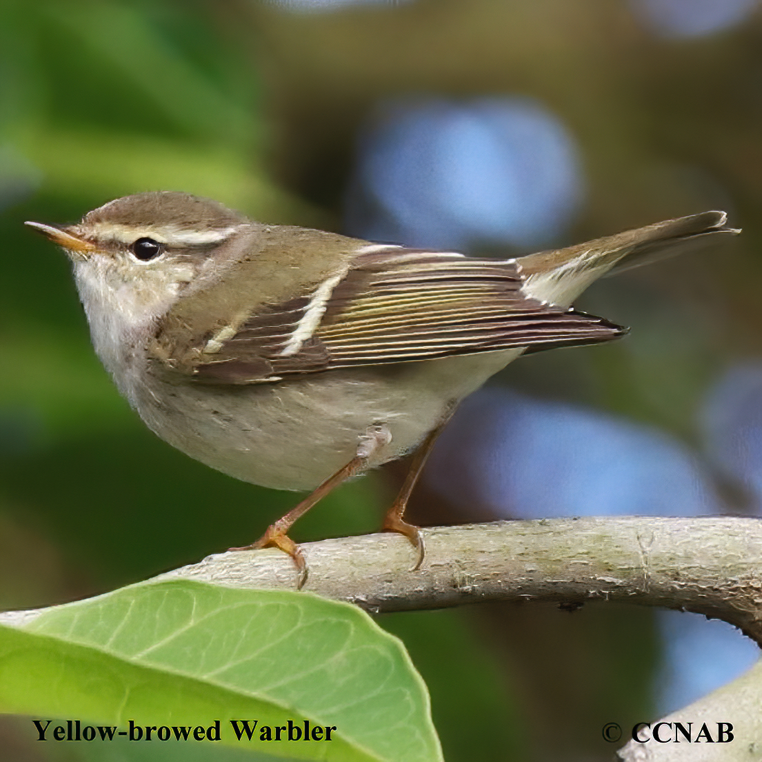 Birds of North America