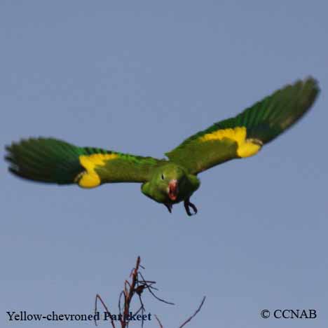 Yellow-chevroned Parakeet