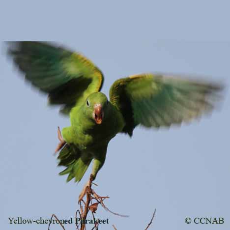 Yellow-chevroned Parakeet