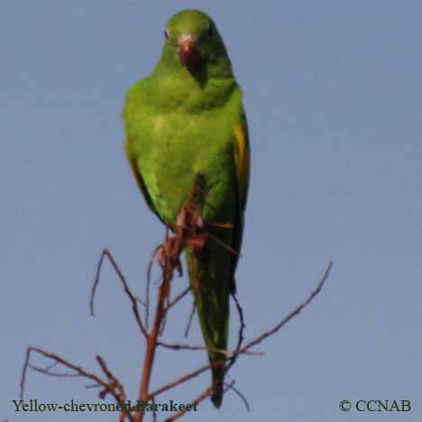 Yellow-chevroned Parakeet