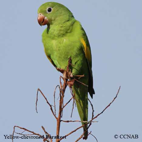 Birds of North America