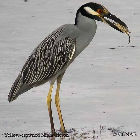 North American Birds songs and calls