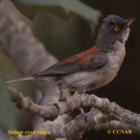 Yellow-eyed Junco