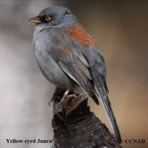 Yellow-eyed Junco