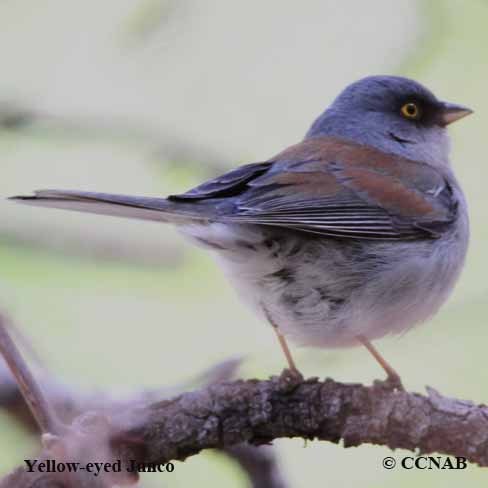 Yellow-eyed Junco