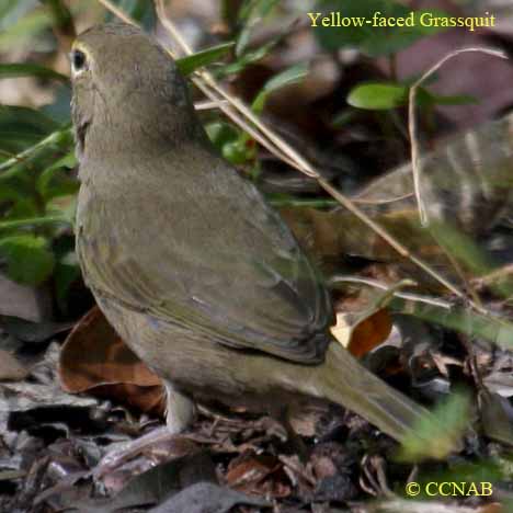 Yellow-faced Grassquit