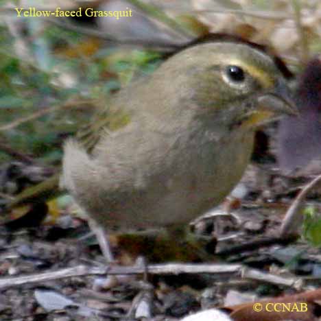 Yellow-faced Grassquit