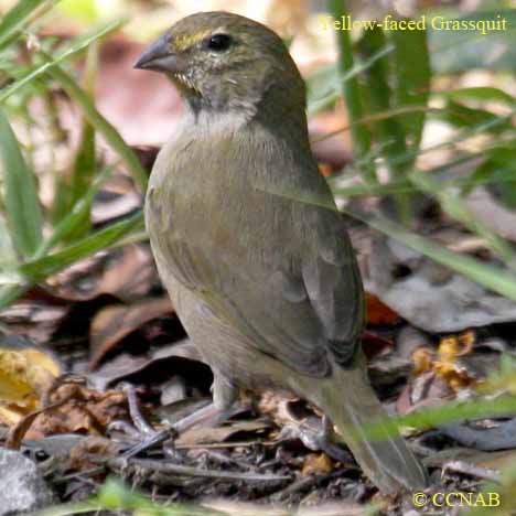 Birds of North America