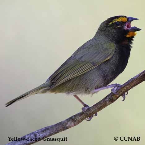 Birds of North America