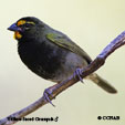 Yellow-faced Grassquit range map