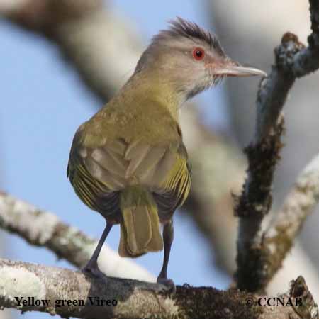 Yellow-green Vireo