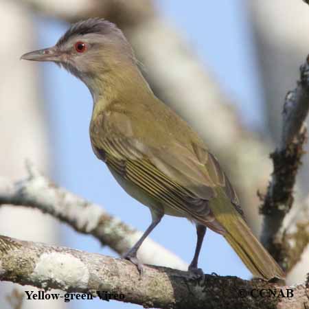 Yellow-green Vireo