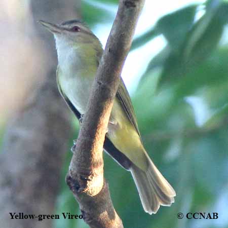 Yellow-green Vireo