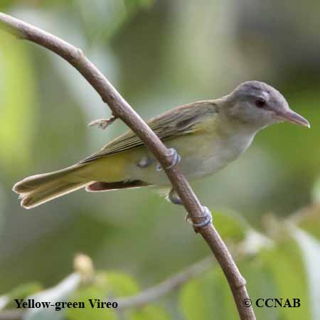 Yellow-green Vireo