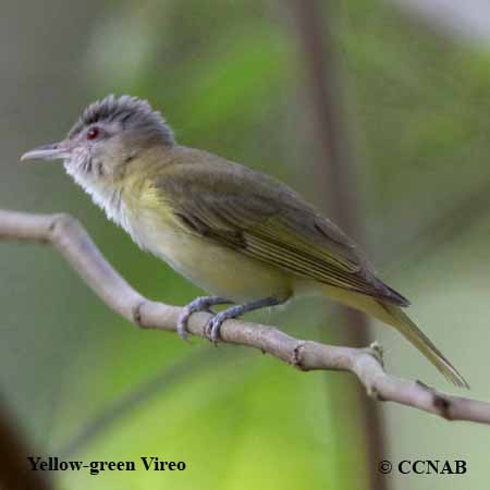 Yellow-green Vireo