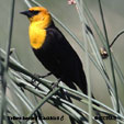 Yellow-headed Blackbird range map