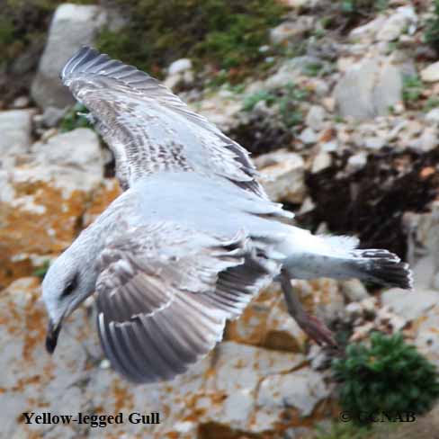 Yellow-legged Gull