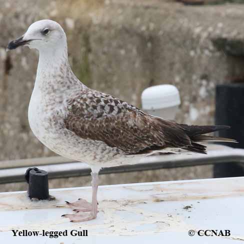 Yellow-legged Gull