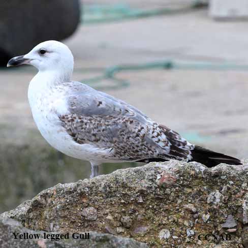 Yellow-legged Gull