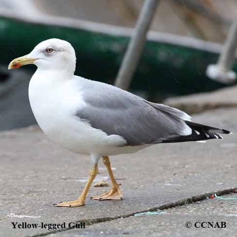 Birds of North America