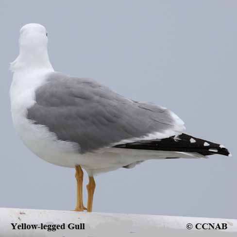 Yellow-legged Gull