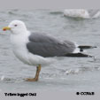 Yellow-legged Gull range map