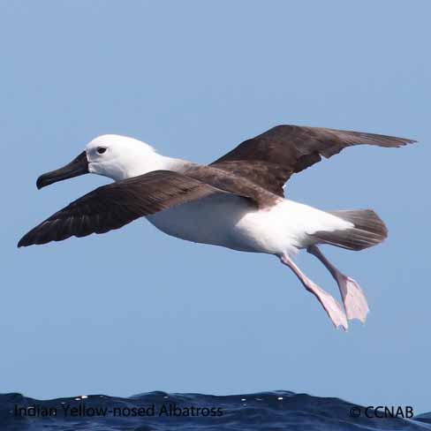 Birds of North America