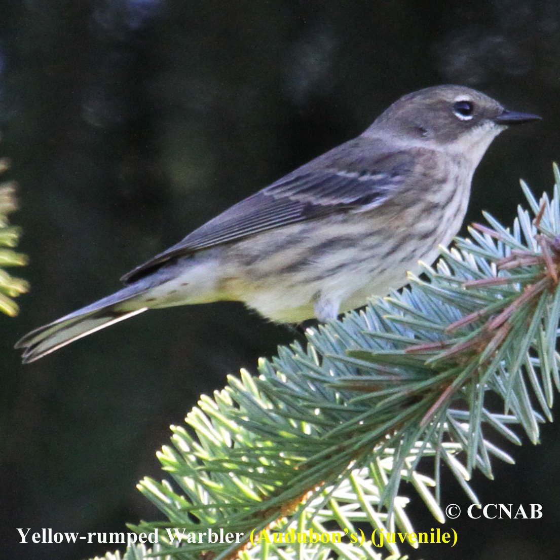 Yellow-rumped Warbler (Audubon's)