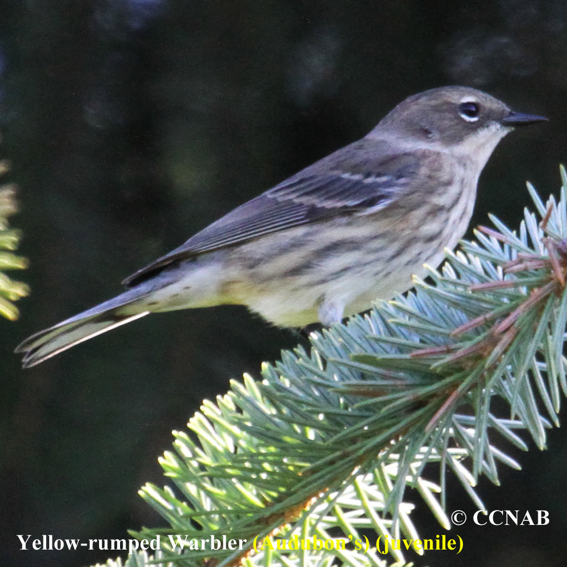 Birds of North America