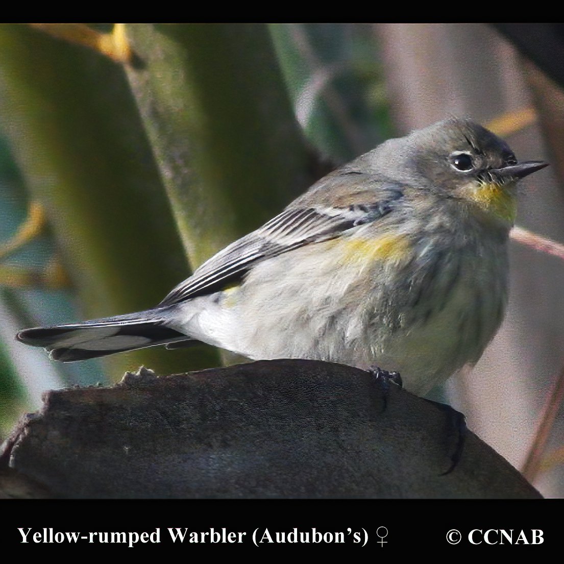 Yellow-rumped Warbler (Audubon's)