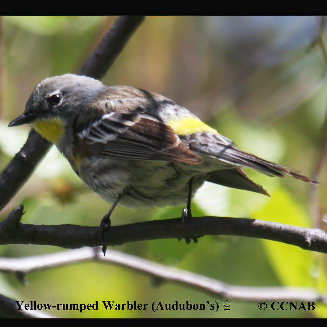 Yellow-rumped Warbler (Audubon's)