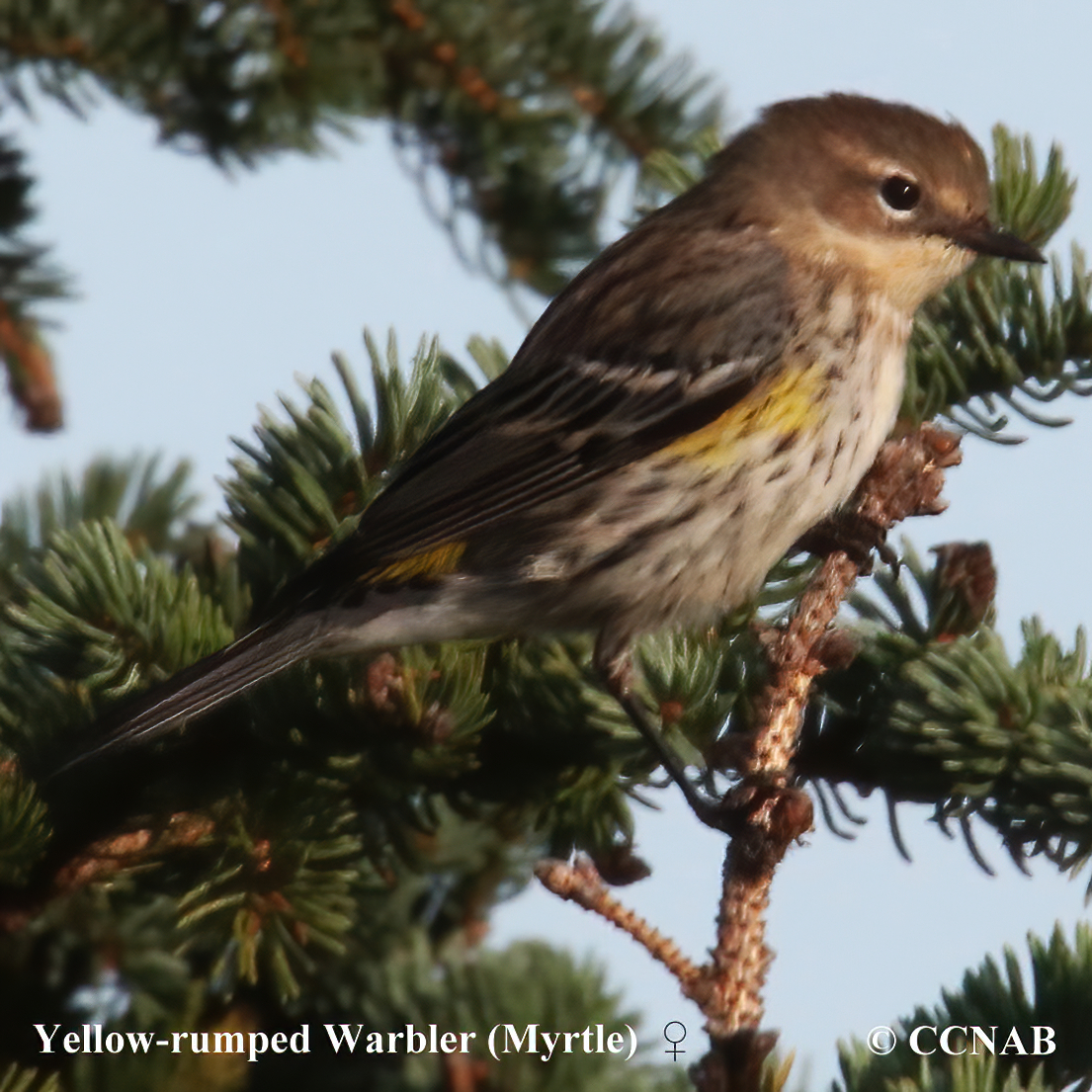 Birds of North America