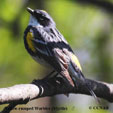 Yellow-rumped Warbler (Myrtle)