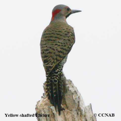 Yellow-shafted Flicker