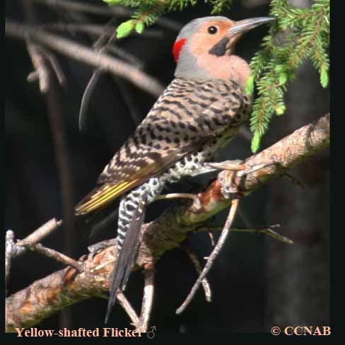 Birds of North America