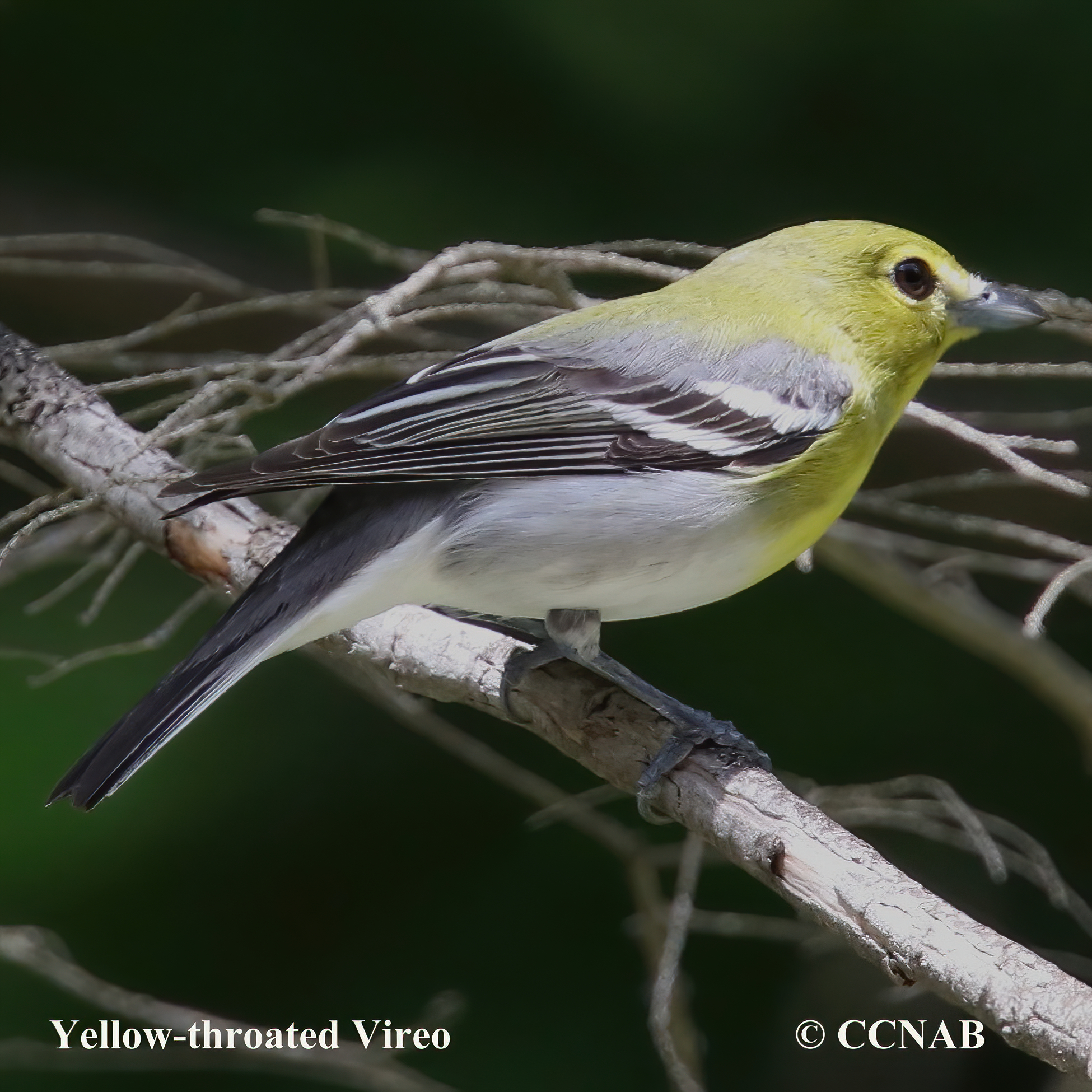 Yellow-throated Vireo