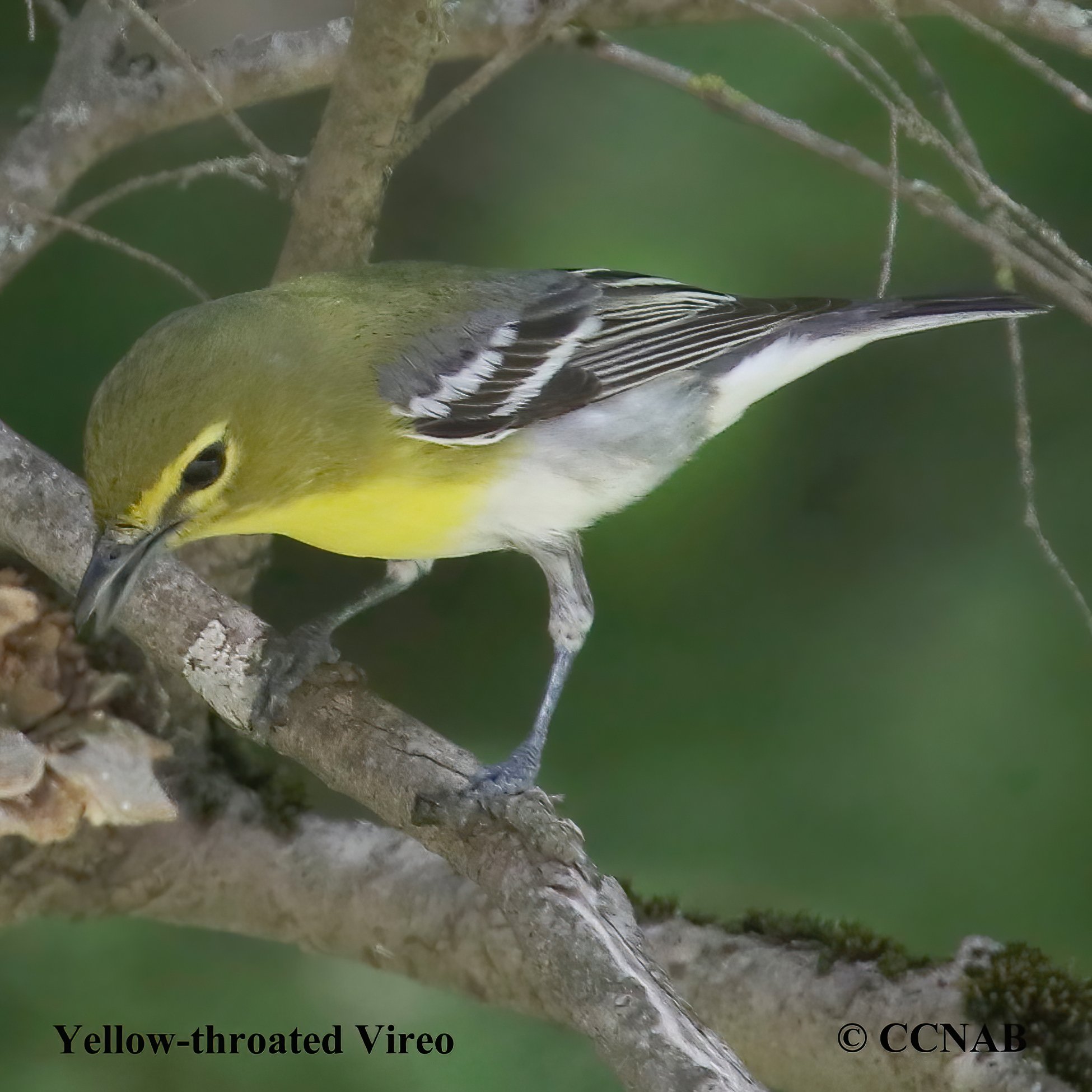 Yellow-throated Vireo