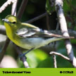 Yellow-throated Vireo range map