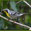 Yellow-throated Warbler range map