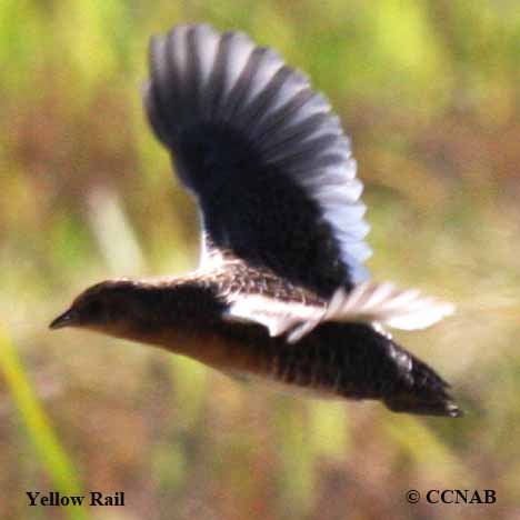 Yellow Rail