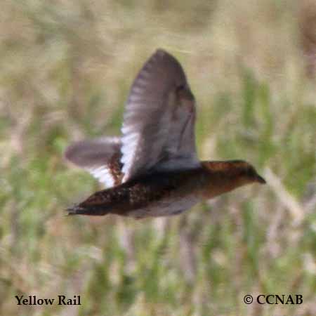 Wilson-s_Snipe