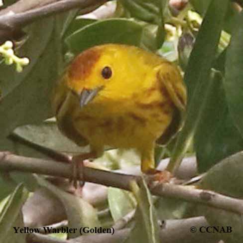 Yellow Warbler (Golden)